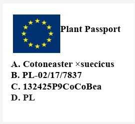 Irga dammera Coral beauty szwedzka 1000sztuk wysyłka w cenie