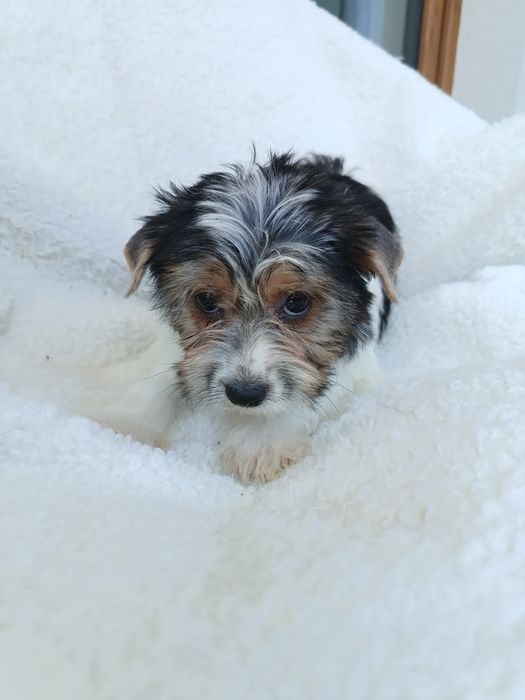 Psy rasowe york terrier