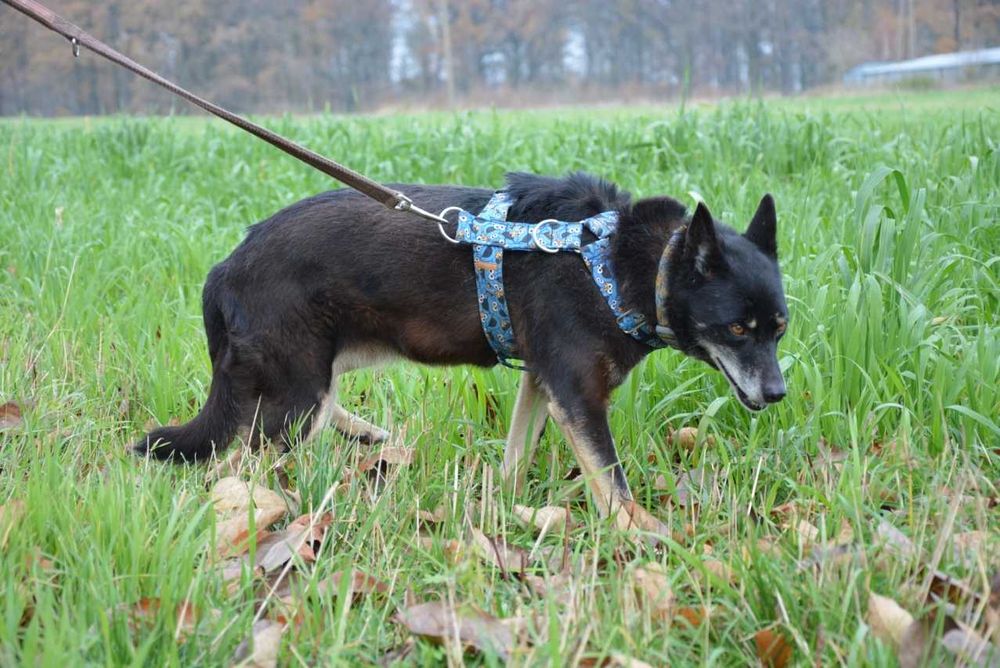 Przepiękna i majestatyczna Larisa szuka domu.