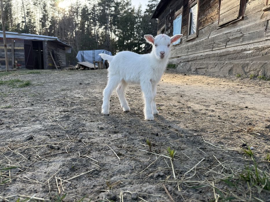 Комолий шутий безрогий козлик козел цап 100% зааненський. Родослівна. Французькі лініі.