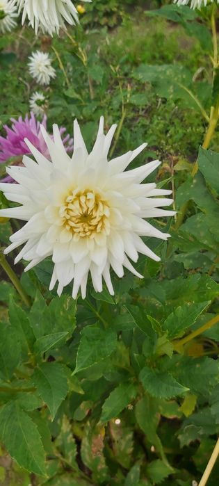 Kwiaty, karpy dalie, georginie