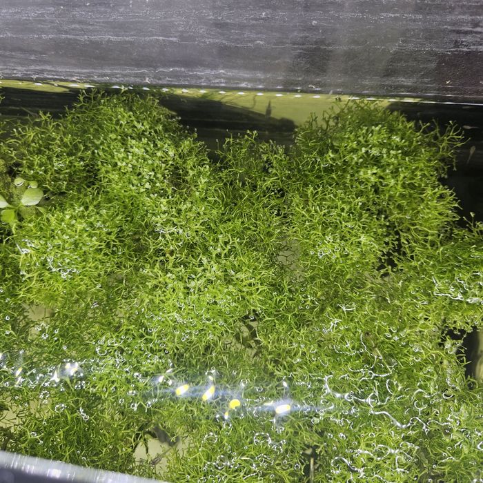 Wgłębka wodna do akwarium