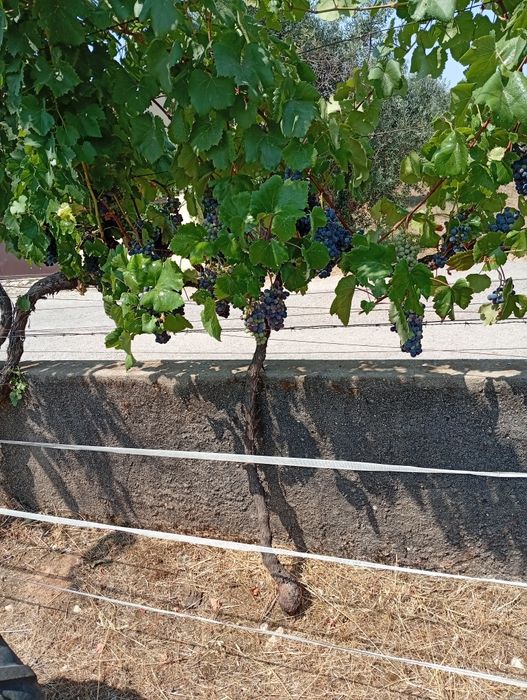Uvas brancas e tintas