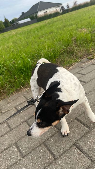 Pies w typie Jack Russell terrier