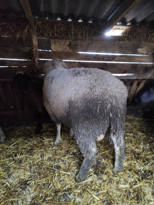 Продам барана мириноланшафта!