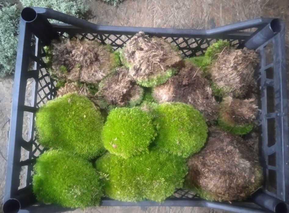 Лісовий живий мох