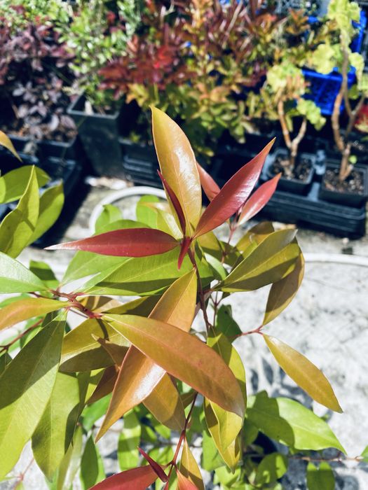 Eugenias cerca de 40cm