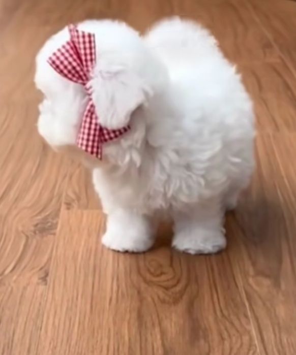 Bichon Maltês  disponível