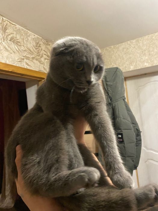 Вислоухий кіт пол дівчинка