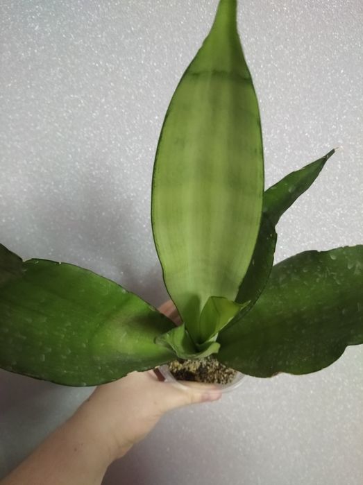 Сансев'єрії Муншайн