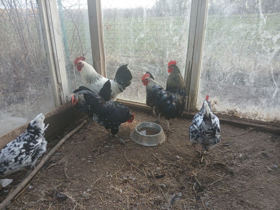 Drób koguty sprzedam
