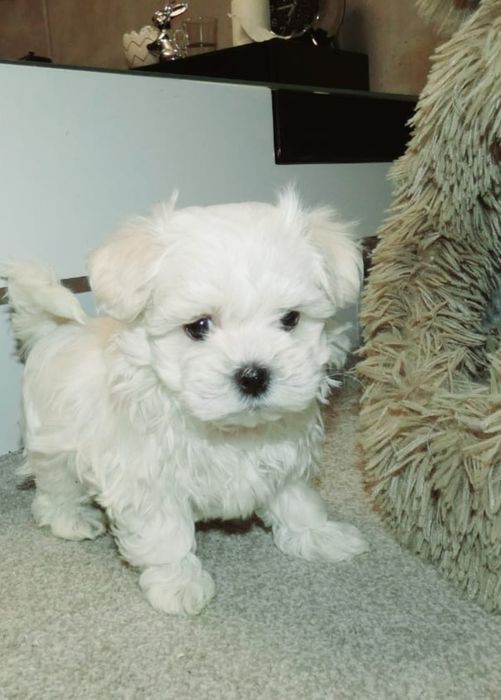 Maltanczyk gotowy do odbioru