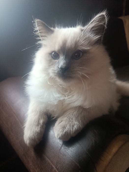 Продається котик