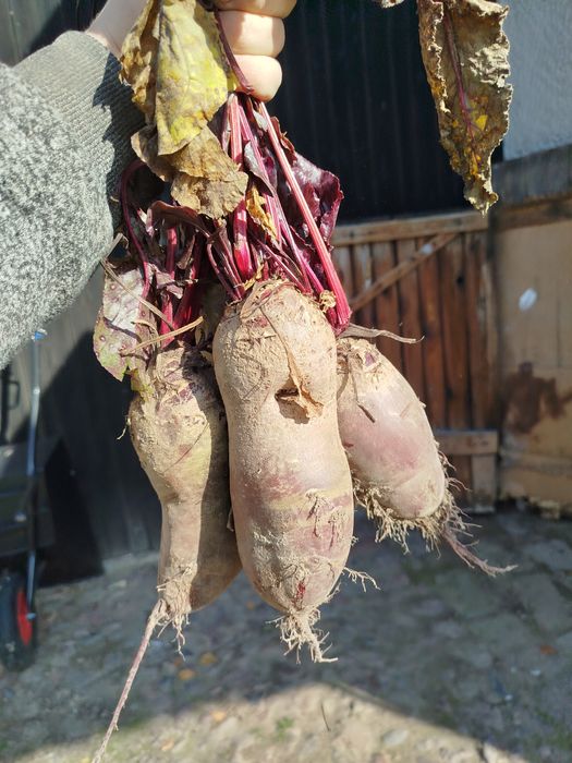 Burak ćwikłowy buraczki ćwikłowe