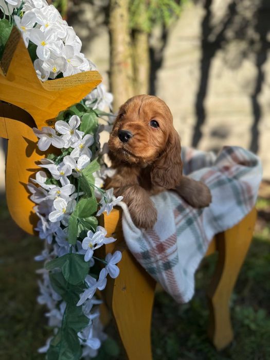 Mocno złoty piękny piesek Cocker Spaniel Angielski z rodowodem i wyprawką