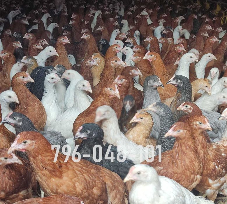 Kury Nioski Kolorowe Rosa Dominant Leghorn Lohman Leghorn