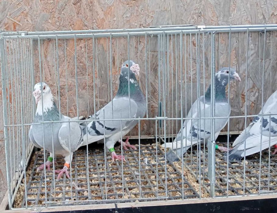 Gołebie Staropolskie