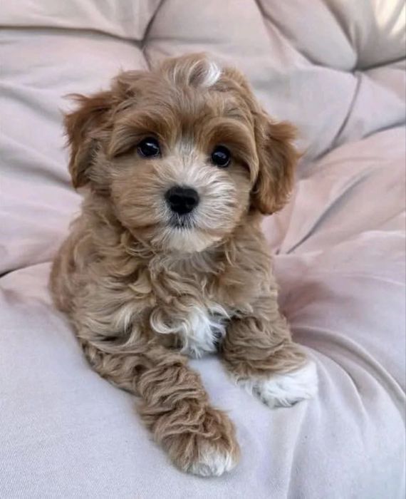Maltipoo Szczeniak