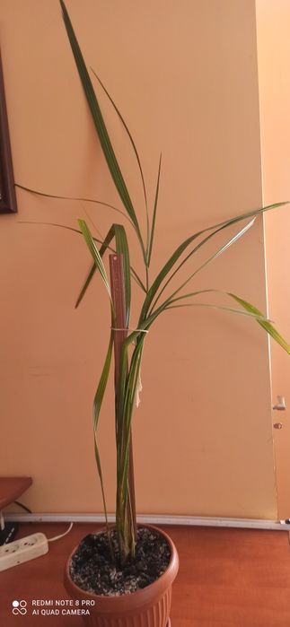 Фінікова пальма вазон