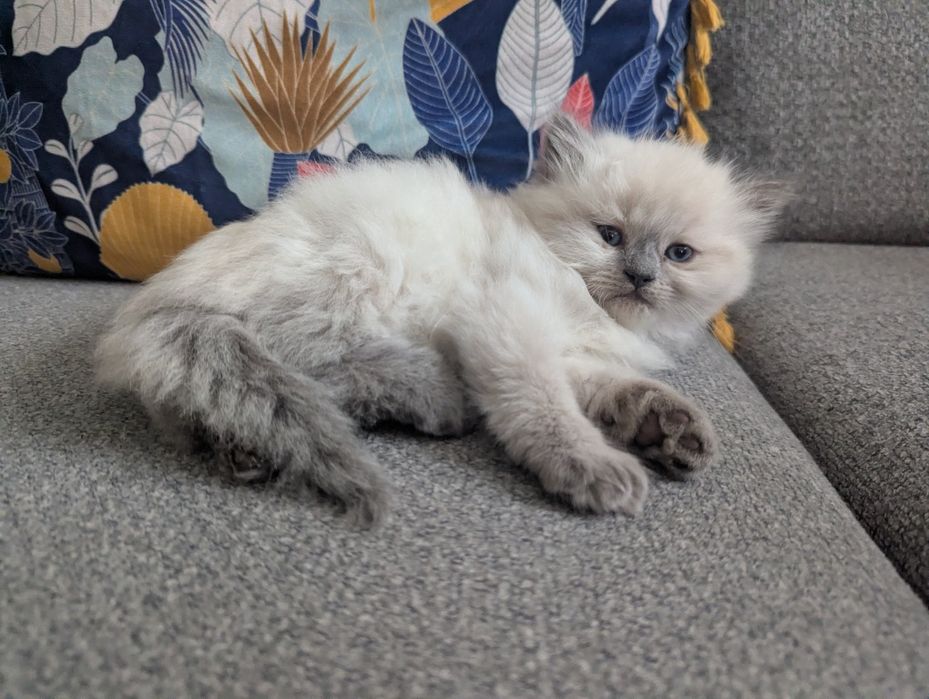 Kot syberyjski. Kotka Neva Masquerade Zoe zarezerwowana