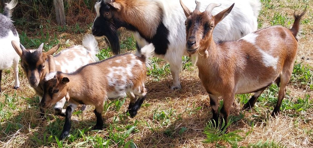Cabras micro anas