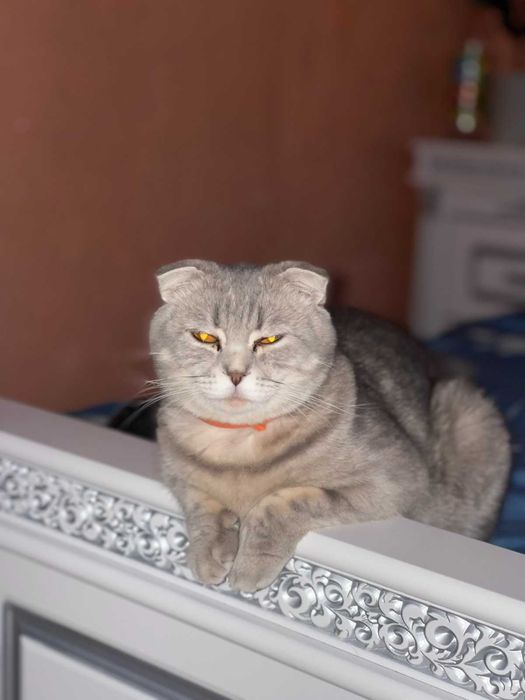 Продам котиків шотланська висловушка сіра