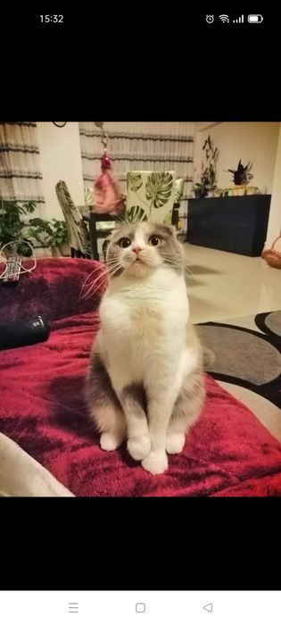 Scottish straight femea