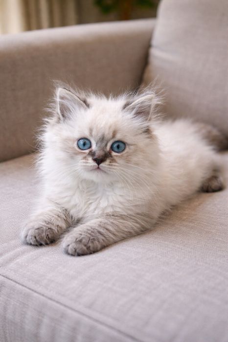 Невская Маскарадная tabby point