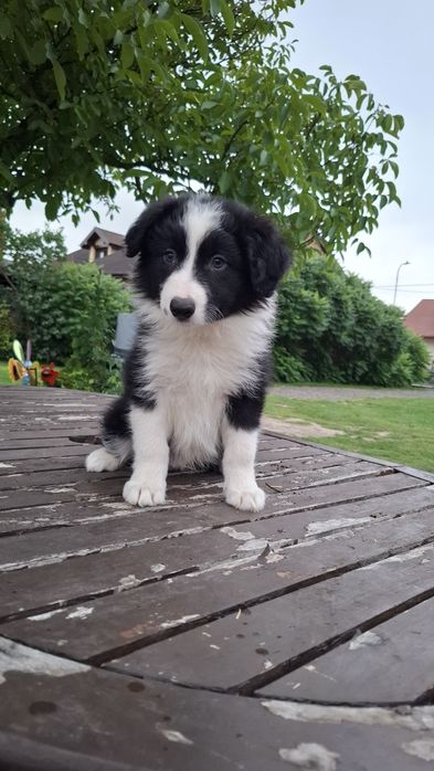 Border Collie ur 5.07.2026