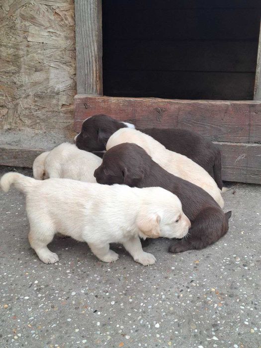 Цуцики лабрадора метиси продаж