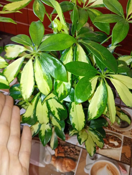 Антуріуми -символ кохання.Та інші декоративно -листяні кімнатні квіти