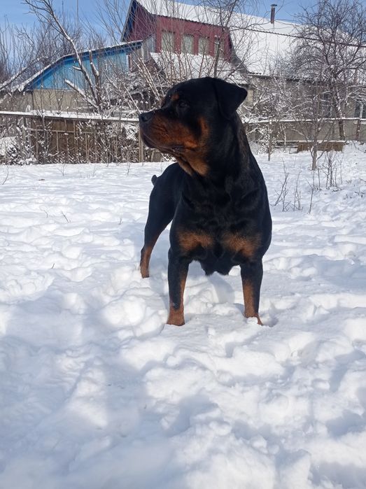 Цуценята Ротвейлера