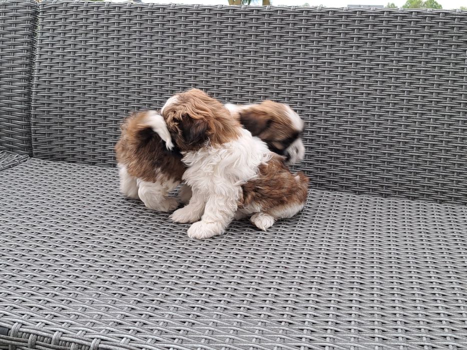 Shih tzu   suczka  mała
