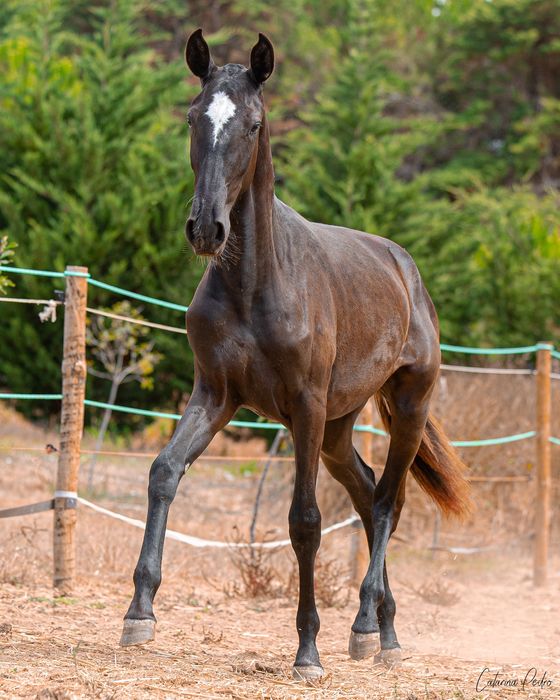 Poldra Puro Sangue Lusitano (1 ano)