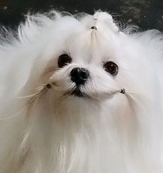 Мальчик для вязки FCI