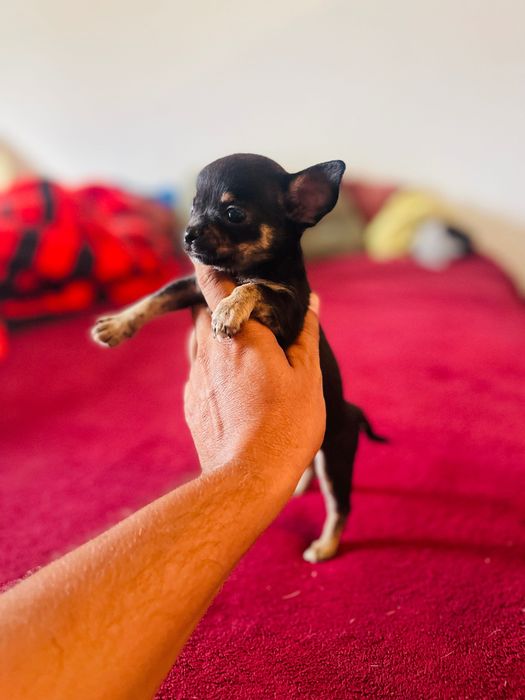 Chihuahua fêmea