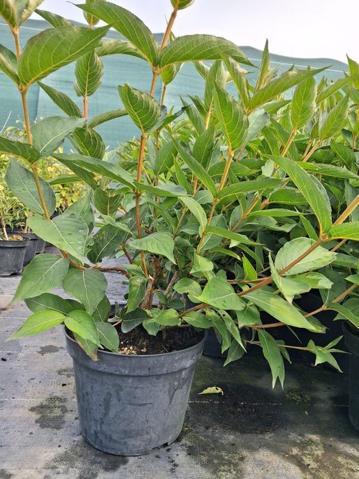 Krzewuszka cudowna Bristol Ruby Red Prince CZERWONA