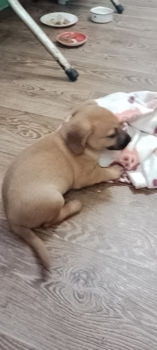 Цуценята красиві в добрі руки