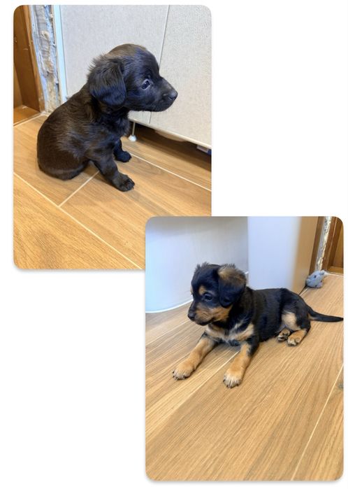 Хвостатики в добрі руки