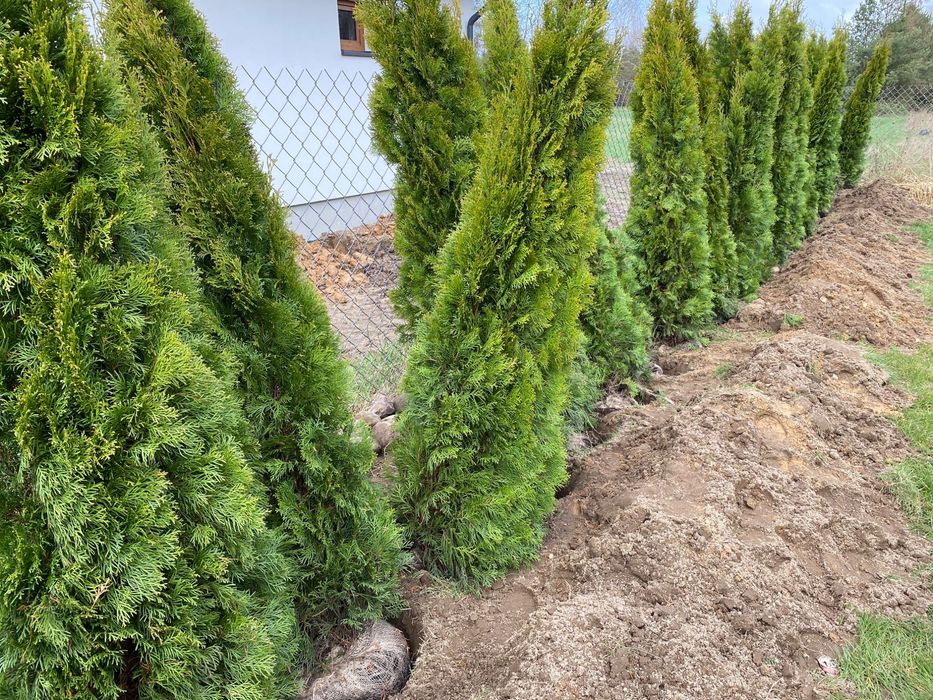 Thuja Smaragd Tuja Szmaragd stożkowa 200-250 cm na żywopłot Tanio