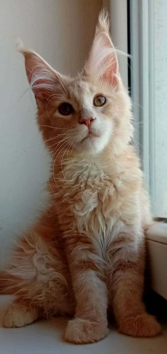 Hodowlana kotka  Maine Coon z rodowodem