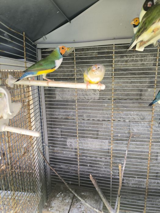 Diamante de Gould