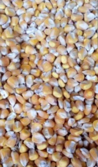 Kukurydza sucha.