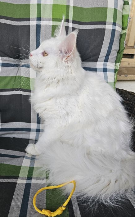 Biała Kotka Maine Coon - GIZA