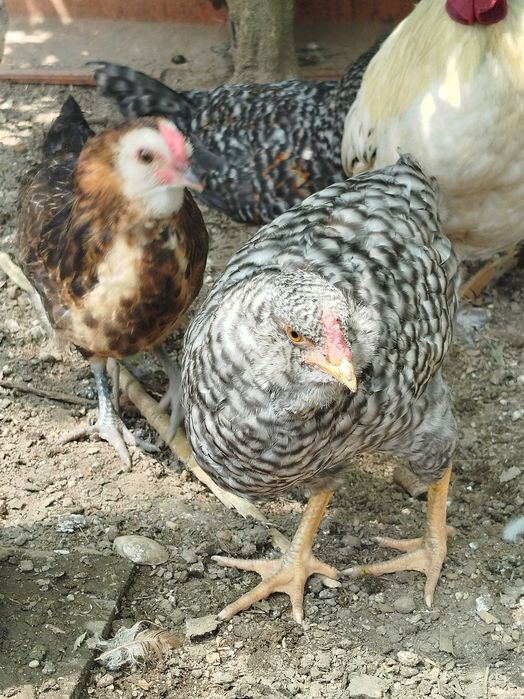 Três galos nascidos de ovos azuis
