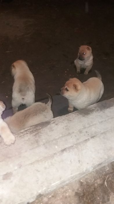 Продам гарних цуценят