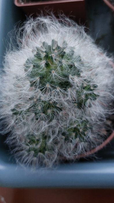 Кімнатні ростки кактусів