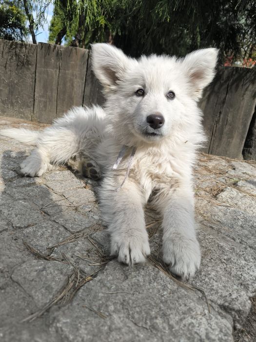 Owczarek szwajcarski