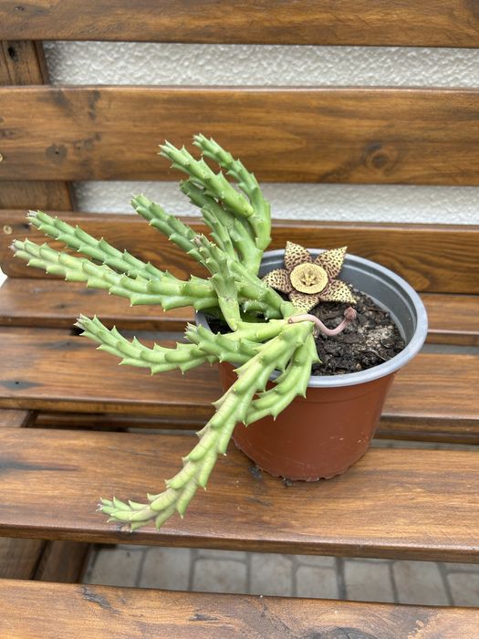 Vendo suculentas com flor.