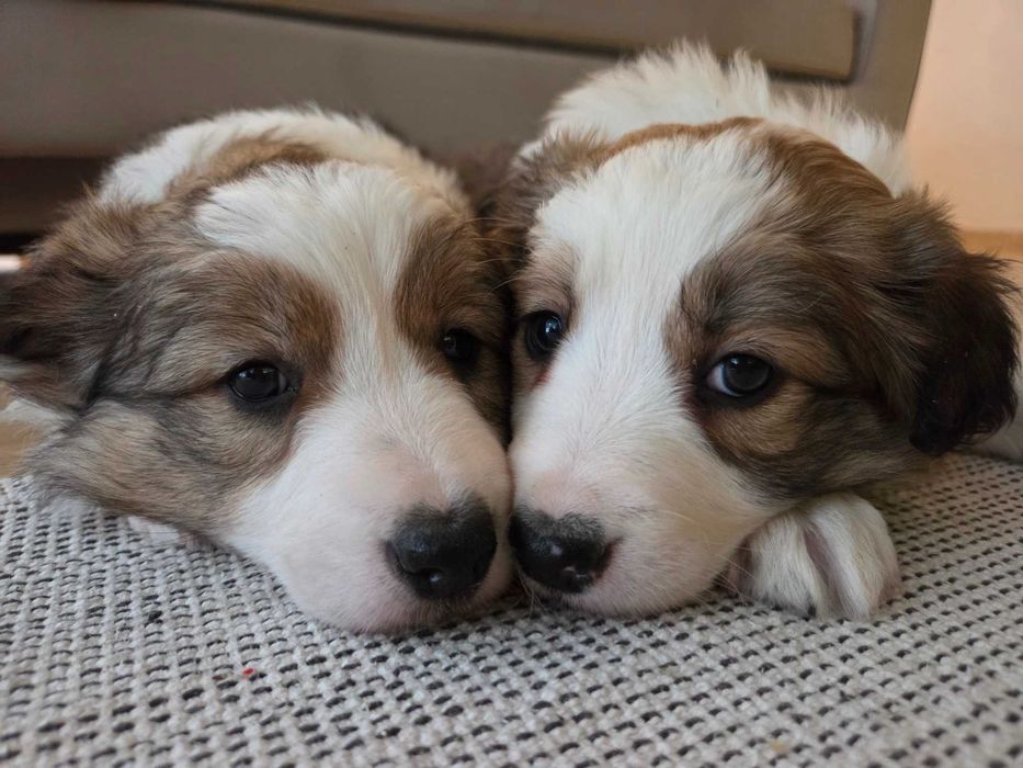 Cudowna suczka Border Collie - Zara !!